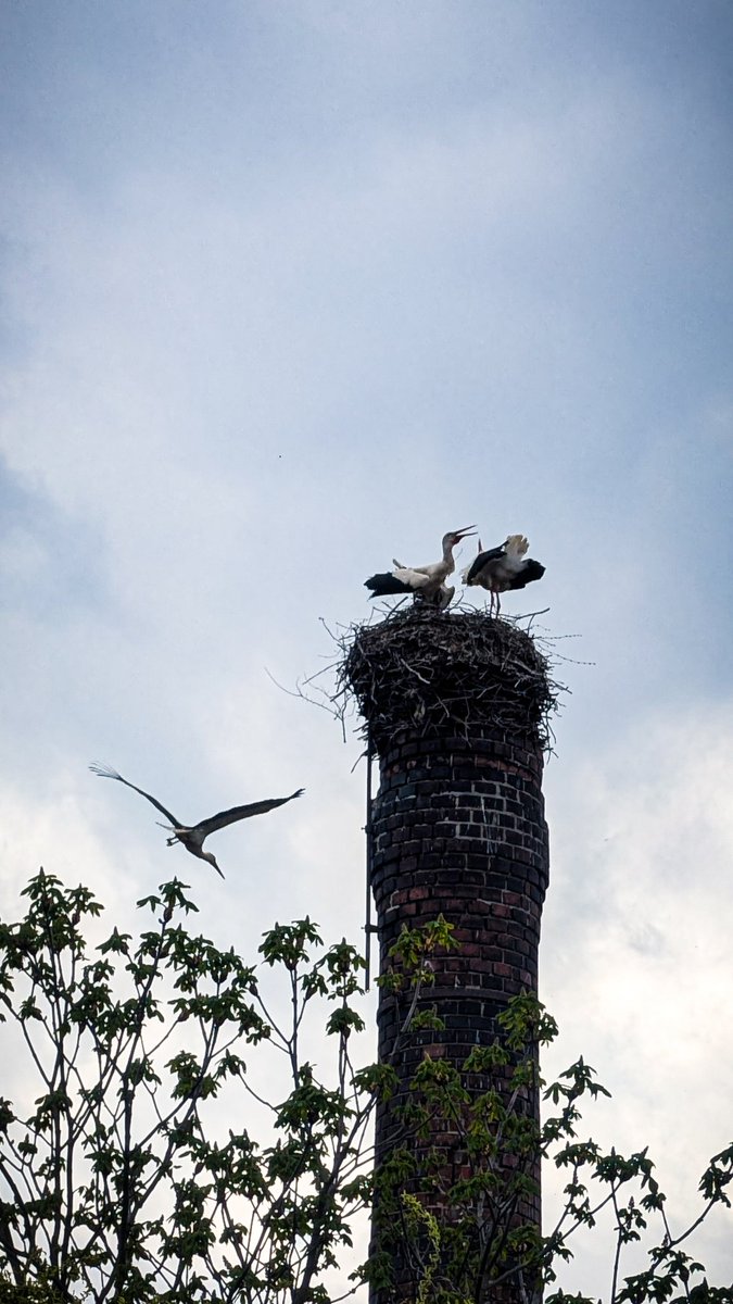 Two storks in the nest. When a rival approached, they started clattering loudly. Three is just one too many 😅 𓅡𓅡𓅡. 
#stork #bird #photography