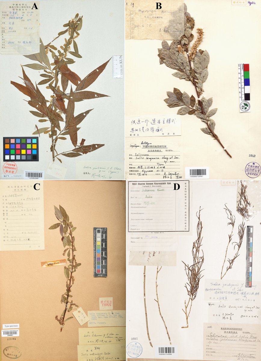 PhytoKeys's tweet image. 🌿📜 Lectotypes for 20 willow names from northern China have been formally designated, providing a definitive scientific reference for these various Salix species.

Check out the full study: doi.org/10.3897/phytok…

#willow #willowtree