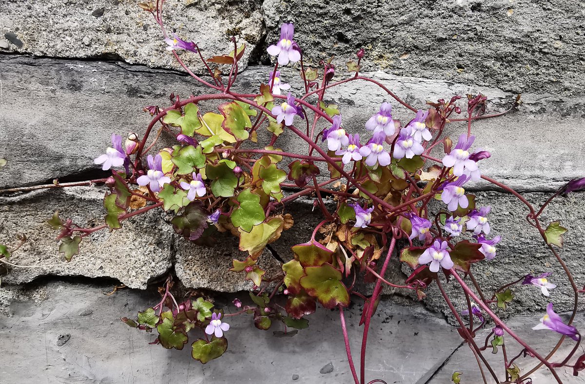 dubliner24's tweet image. Good #morning #Dublin ya big ride 😘