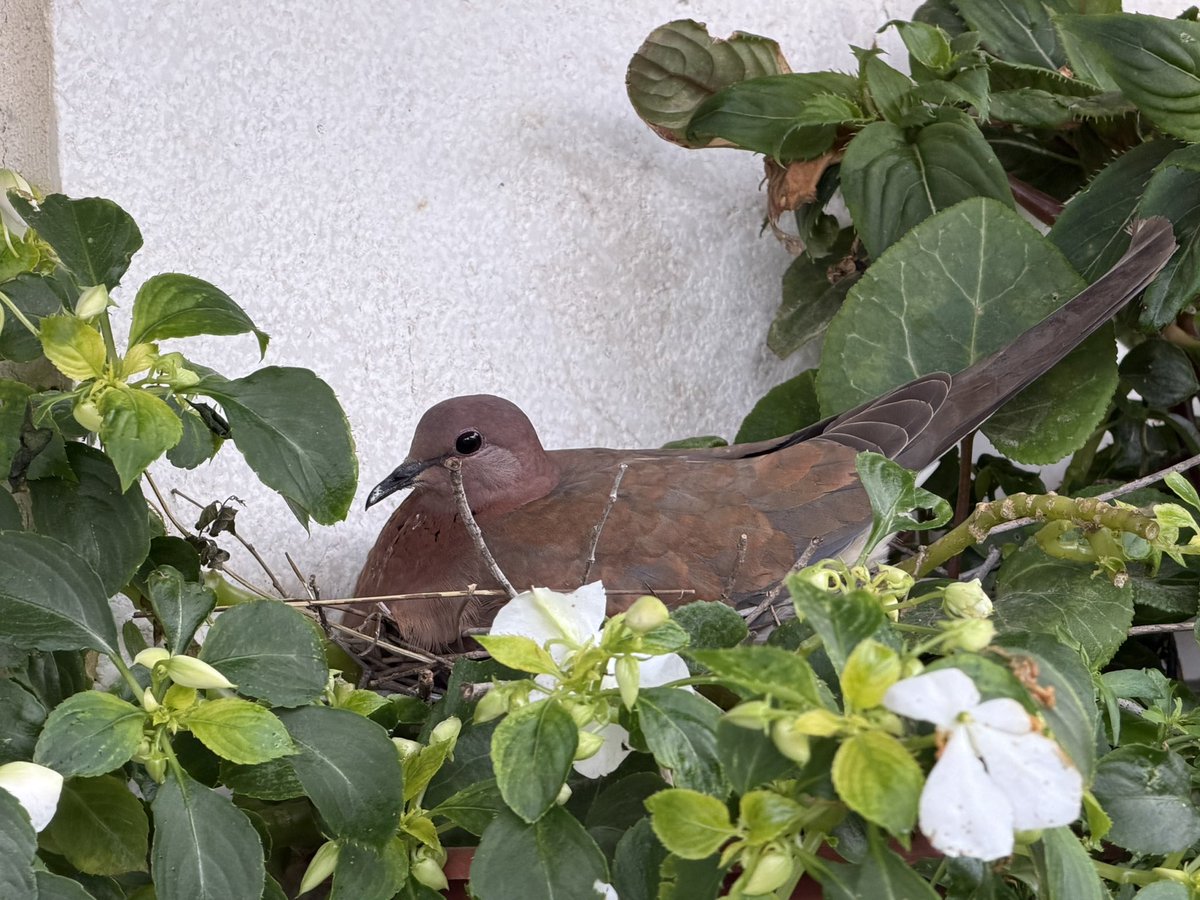 NogaCaspi's tweet image. New generation!

Shabbat Shalom🤍🕊️

#Nature #Peace #Hope