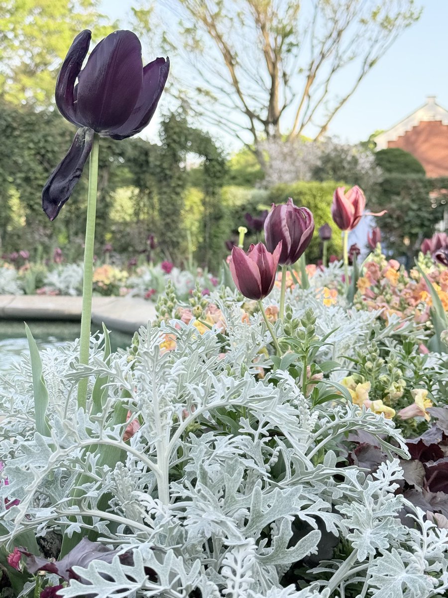 𖥧控えめに言って草𖡼4/7🎂 APEX／DBD 𖡼 Vtuver tweet media