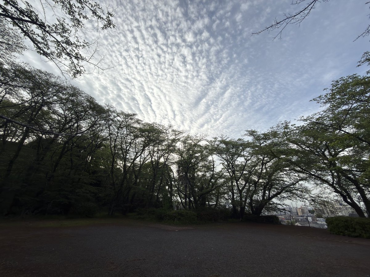 すかいめめ tweet media