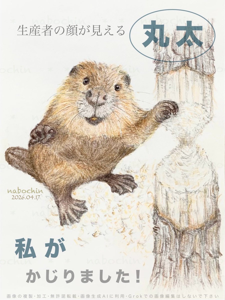nabochin_1's tweet image. '
🪵  🪚  🦫゛✏️  ☺️

#ビーバー #beaver #イラスト
( 趣味  鉛筆と色鉛筆で描きました  )