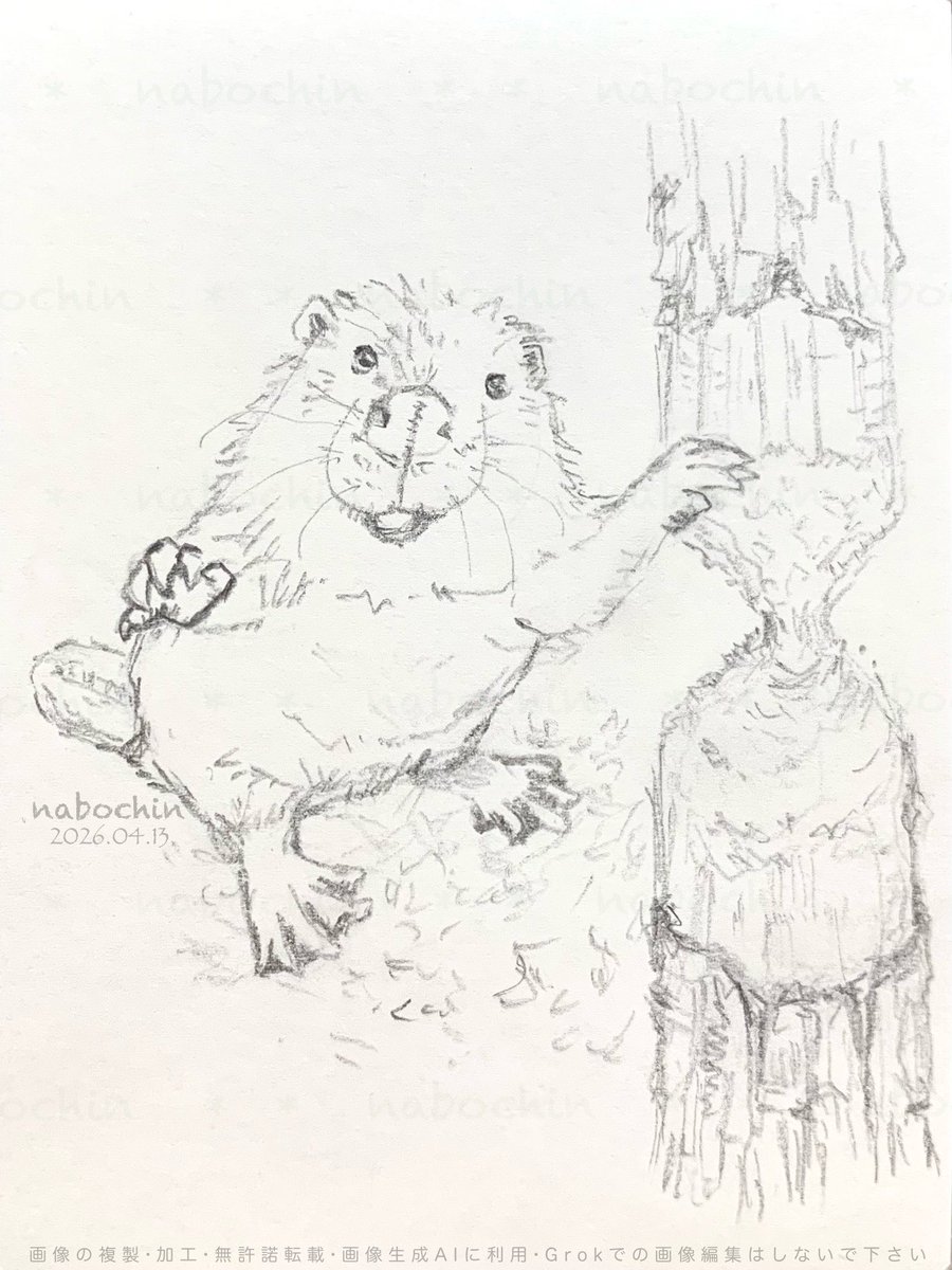 nabochin_1's tweet image. '
🪵  🪚  🦫゛✏️  ☺️

#ビーバー #beaver #イラスト
( 趣味  鉛筆と色鉛筆で描きました )