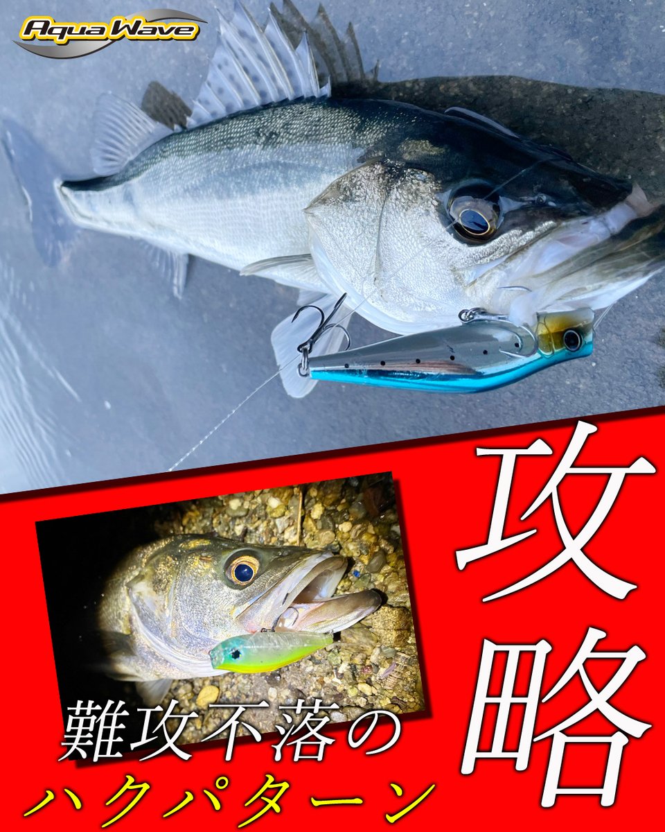 lurenewstv's tweet photo. 【春のシーバス攻略】積木洋氏が伝授する「ハクパターン」の極意！🌸

ボラの稚魚「ハク」を捕食するこの時期特有のパターン。攻略の鍵は、ハクが固まる地形変化や時合を見極めること。アクアウェーブの「スウェイコール90F」「バウフラップ」「ブレードマジック75」を状況に合わせて使い分け、水面直下を繊細に、時にはリアクションで攻め落とします。

難解だからこそ、食わせた一匹は格別！春の痛快なゲームを楽しみましょう！🐟✨

https://t.co/gBmZR1eNyp

#アクアウェーブ #積木洋 #シーバス #ハクパターン #LureNews