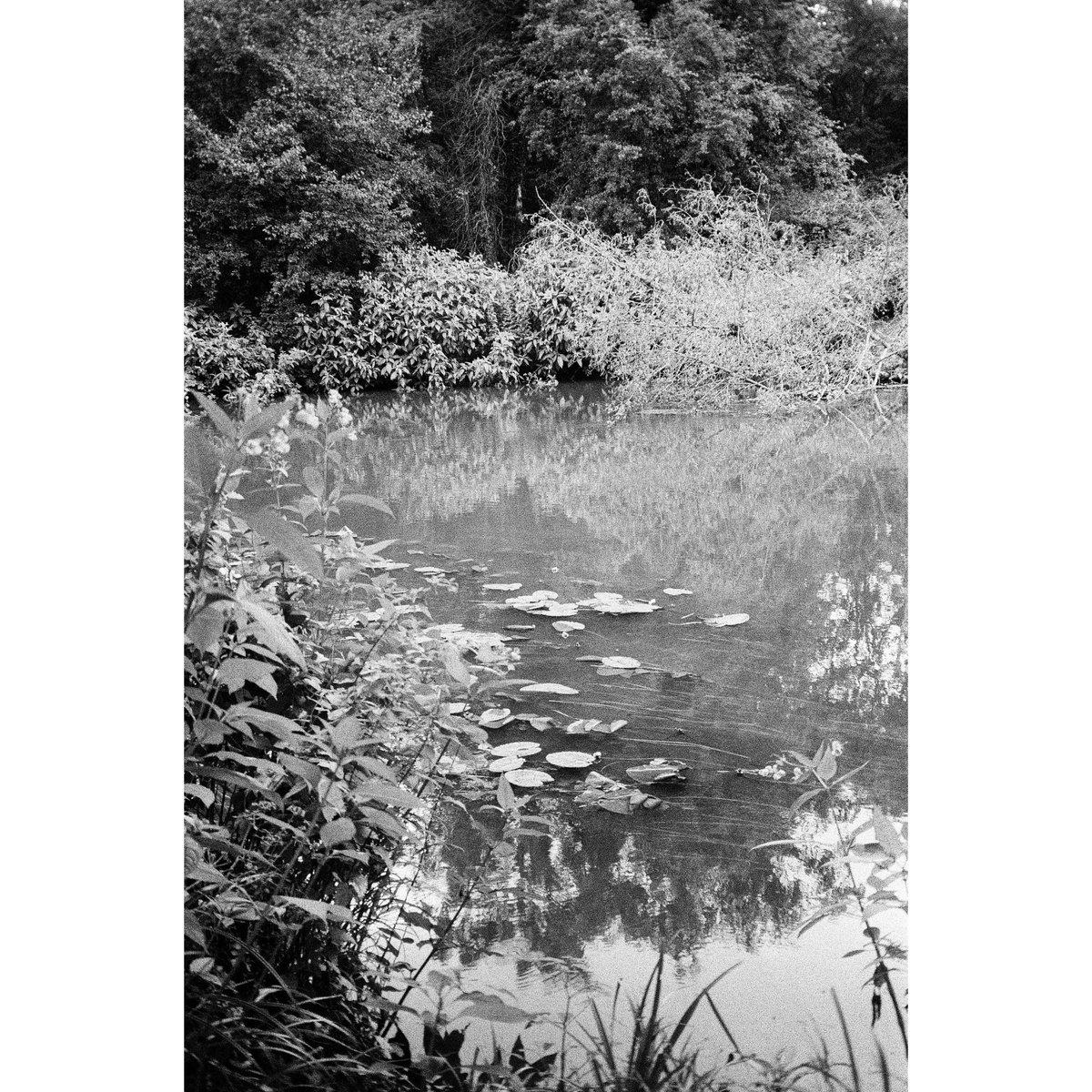 nickdemarco_'s tweet image. Riverside
Ricoh FF-10, Ilford HP5, July 2024

Camera No. 14 in my compact  35mm point &amp;amp; shoot film project - Another Ricoh- this time with 38-60mm zoom.

From my blog review here: rangefinderchronicles.blogspot.com/2025/12/the-co…

#filmphotography #ricoh #compactcamera #pointandshootcamera #ilfordhp5plus