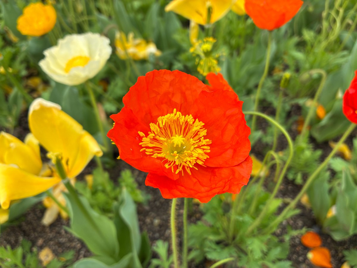 国営備北丘陵公園【公式】 tweet media