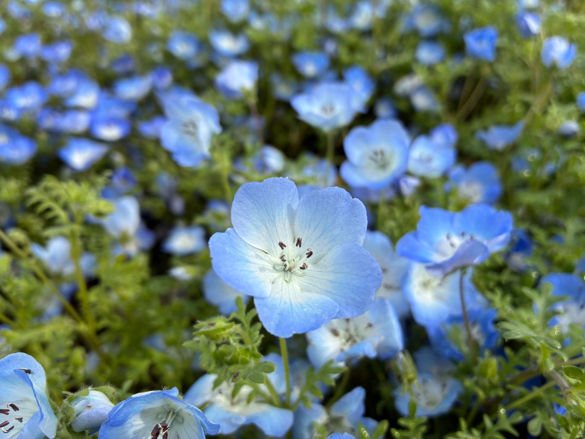 国営備北丘陵公園【公式】 tweet media