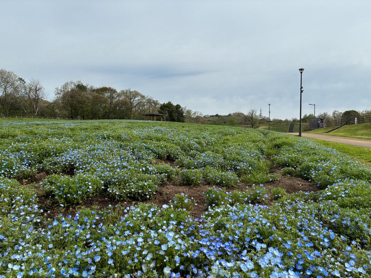 国営備北丘陵公園【公式】 tweet media