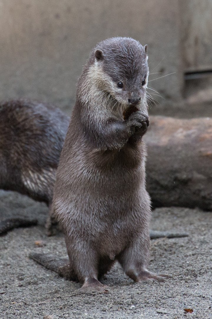 In Otter News.... tweet media