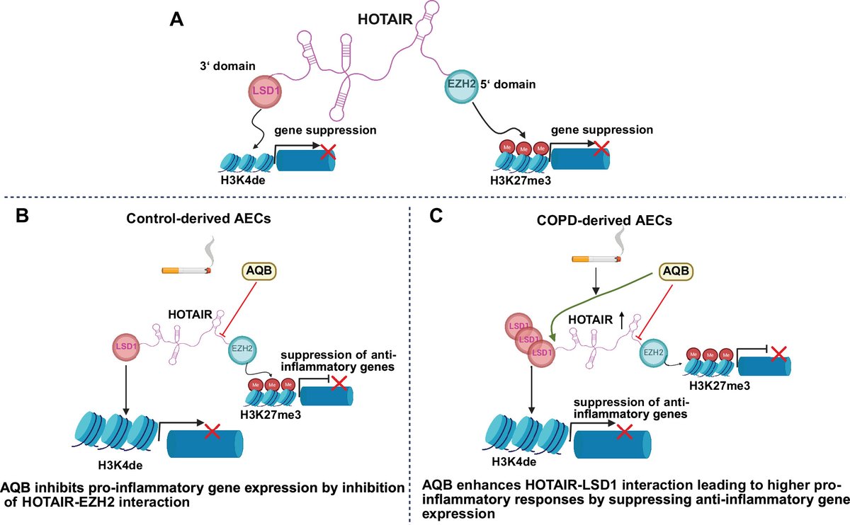 APSPublications's tweet image. New study in @ajplung suggest that #COPD -derived airway epithelial cells are more susceptible to #cigarette smoke extract-induced HOTAIR (LncRNA homeobox gene transcript antisense RNA) upregulation, which may have a proinflammatory effect. ow.ly/YiKa50YK9LB