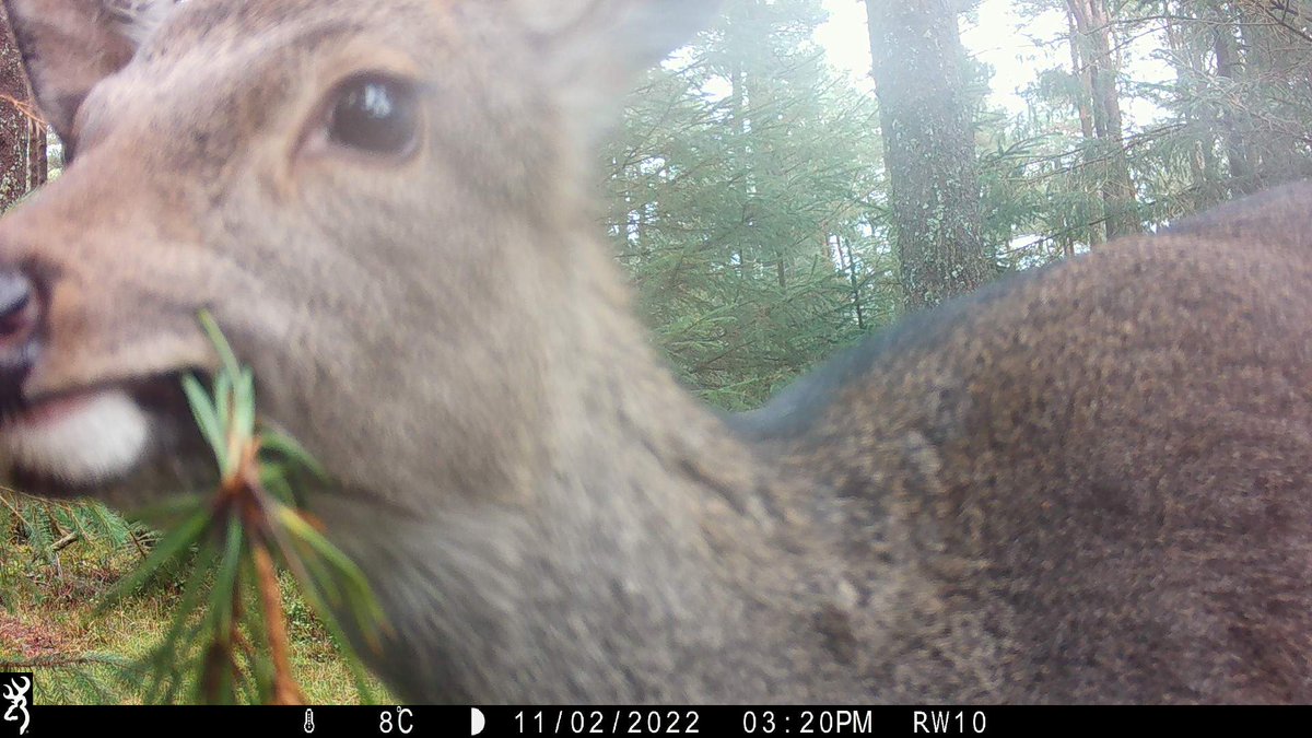 trailcam tweet media