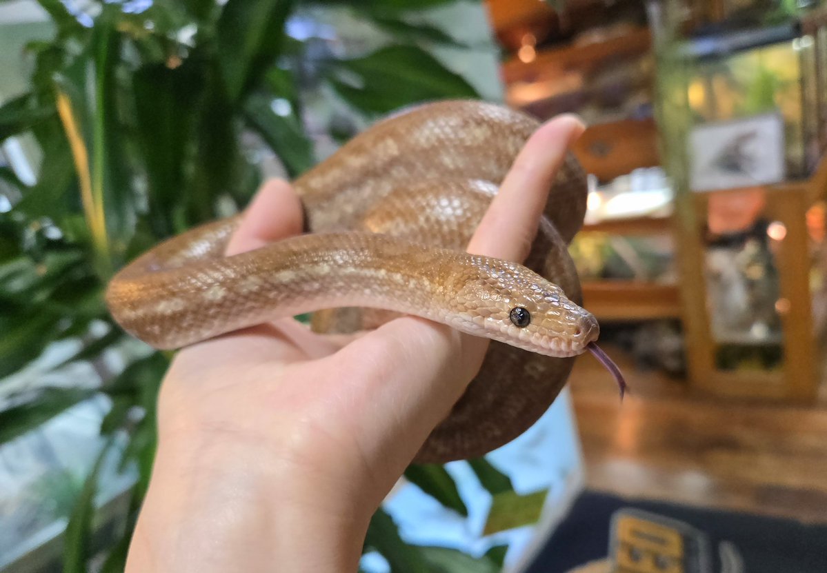 爬虫類専門店【𝙳𝙸𝚉𝚉𝚈 𝙿𝙾𝙸𝙽𝚃】東京第002225 tweet media