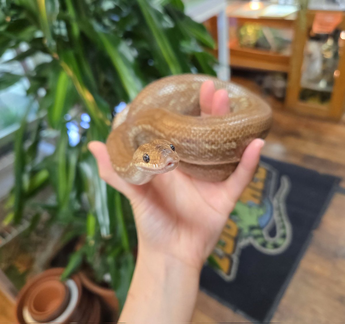 爬虫類専門店【𝙳𝙸𝚉𝚉𝚈 𝙿𝙾𝙸𝙽𝚃】東京第002225 tweet media