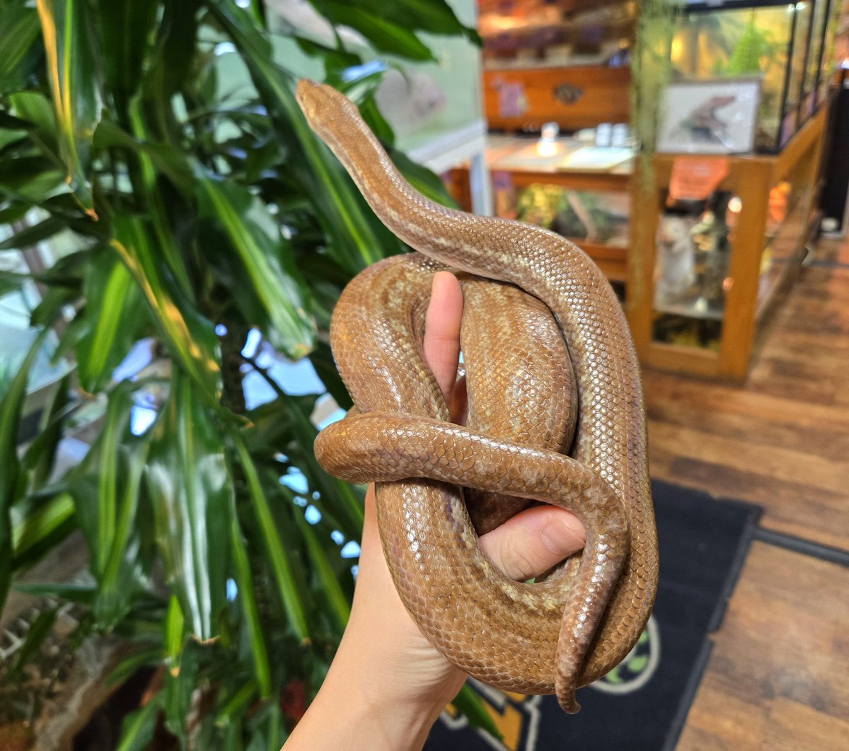 爬虫類専門店【𝙳𝙸𝚉𝚉𝚈 𝙿𝙾𝙸𝙽𝚃】東京第002225 tweet media