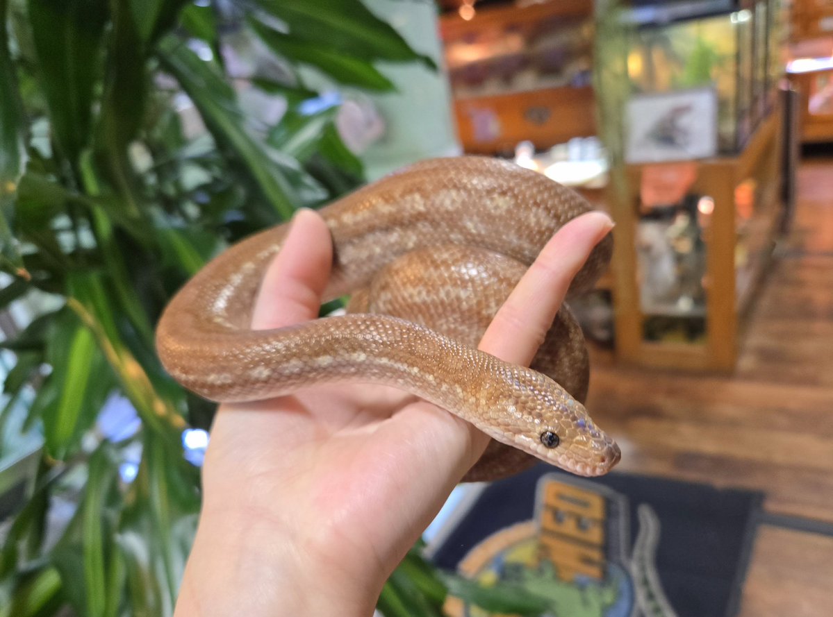 爬虫類専門店【𝙳𝙸𝚉𝚉𝚈 𝙿𝙾𝙸𝙽𝚃】東京第002225 tweet media