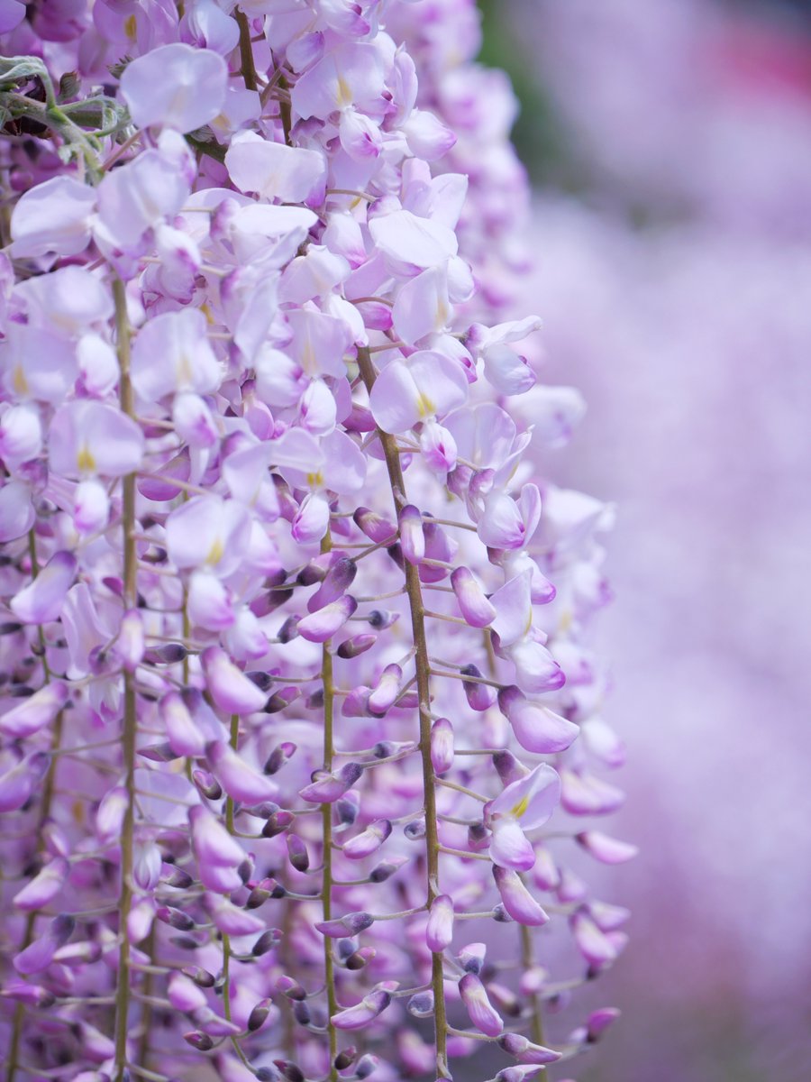 seventhlyoyl's tweet image. 2026.04.16 #あしかがフラワーパーク（１９００円☆彡）

うすべに藤と躑躅は、特に早く見に行かないとダメなのです(=ﾟωﾟ)ﾉ

#AFP #あしふら
#ふじのはな物語 #大藤まつり2026
#藤 #うすべに藤 #むらさき藤 #躑躅
#LUMIX #G100D
#お花フォト #スナップ