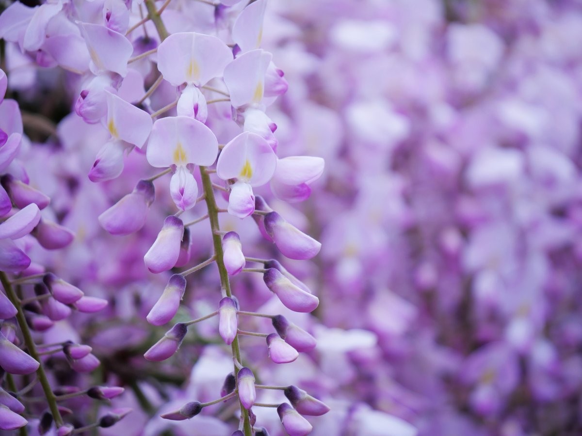 seventhlyoyl's tweet image. 2026.04.16 #あしかがフラワーパーク（１９００円☆彡）

うすべに藤と躑躅は、特に早く見に行かないとダメなのです(=ﾟωﾟ)ﾉ

#AFP #あしふら
#ふじのはな物語 #大藤まつり2026
#藤 #うすべに藤 #むらさき藤 #躑躅
#LUMIX #G100D
#お花フォト #スナップ