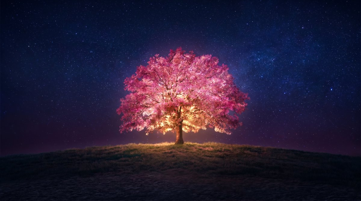 trendyvers's tweet image. Where silence settles and something soft begins to grow🌸🌌
#Peaceful #Aesthetic