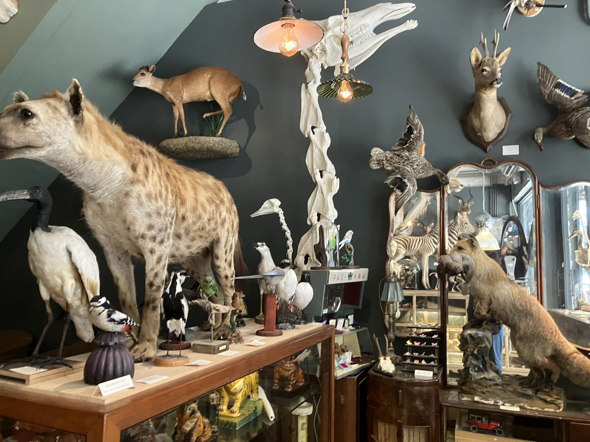 KAZU@5/17雷鳴F05 tweet media