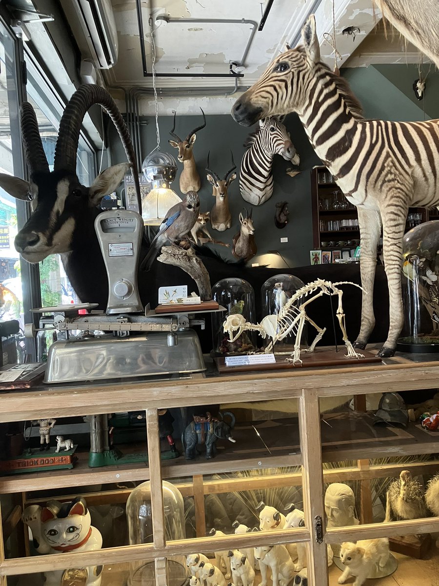 KAZU@5/17雷鳴F05 tweet media