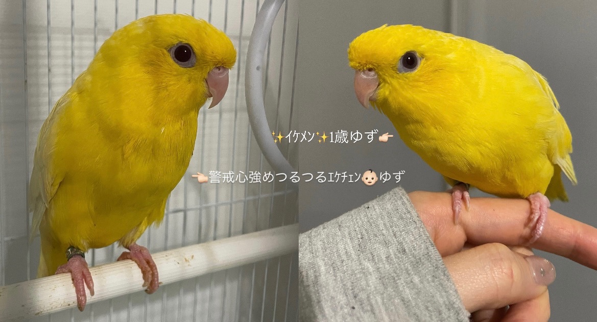 まよとゆず tweet media