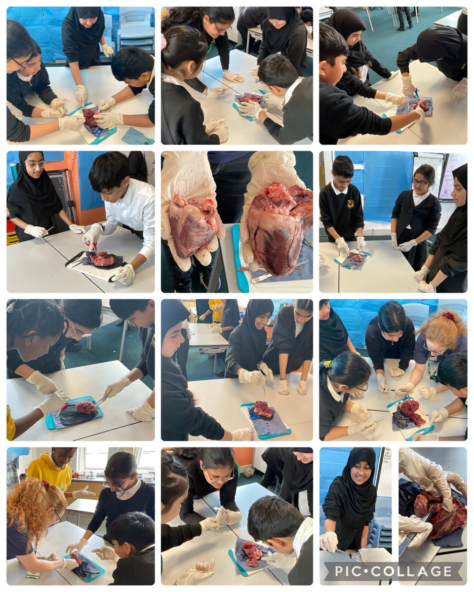 MarshfieldPS's tweet image. Year 6 Stan Lee deepened their understanding of the heart thanks to an engaging dissection workshop with @hands_science🫀
A huge thank you to Becky for delivering such an inspiring session and truly bringing the children’s learning to life! 📷#CarltonEdge #MPSScience #Ambition