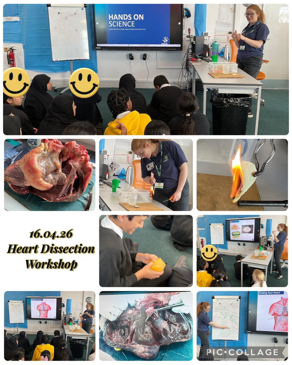 MarshfieldPS's tweet image. Year 6 Stan Lee deepened their understanding of the heart thanks to an engaging dissection workshop with @hands_science🫀
A huge thank you to Becky for delivering such an inspiring session and truly bringing the children’s learning to life! 📷#CarltonEdge #MPSScience #Ambition