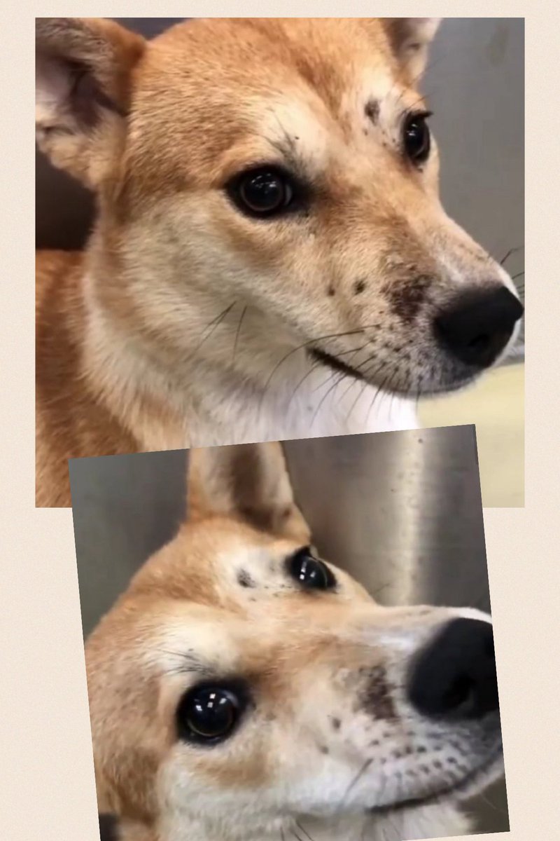 Ruby love tweet media