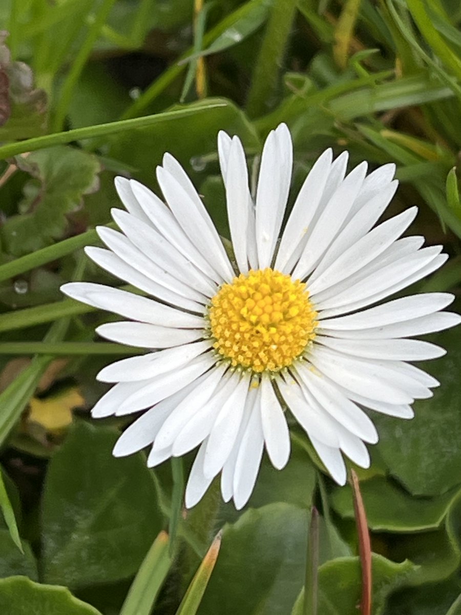 ShahidMAskerN's tweet image. My garden 🪏 work today 😉🌺🌸🌼
#Germany