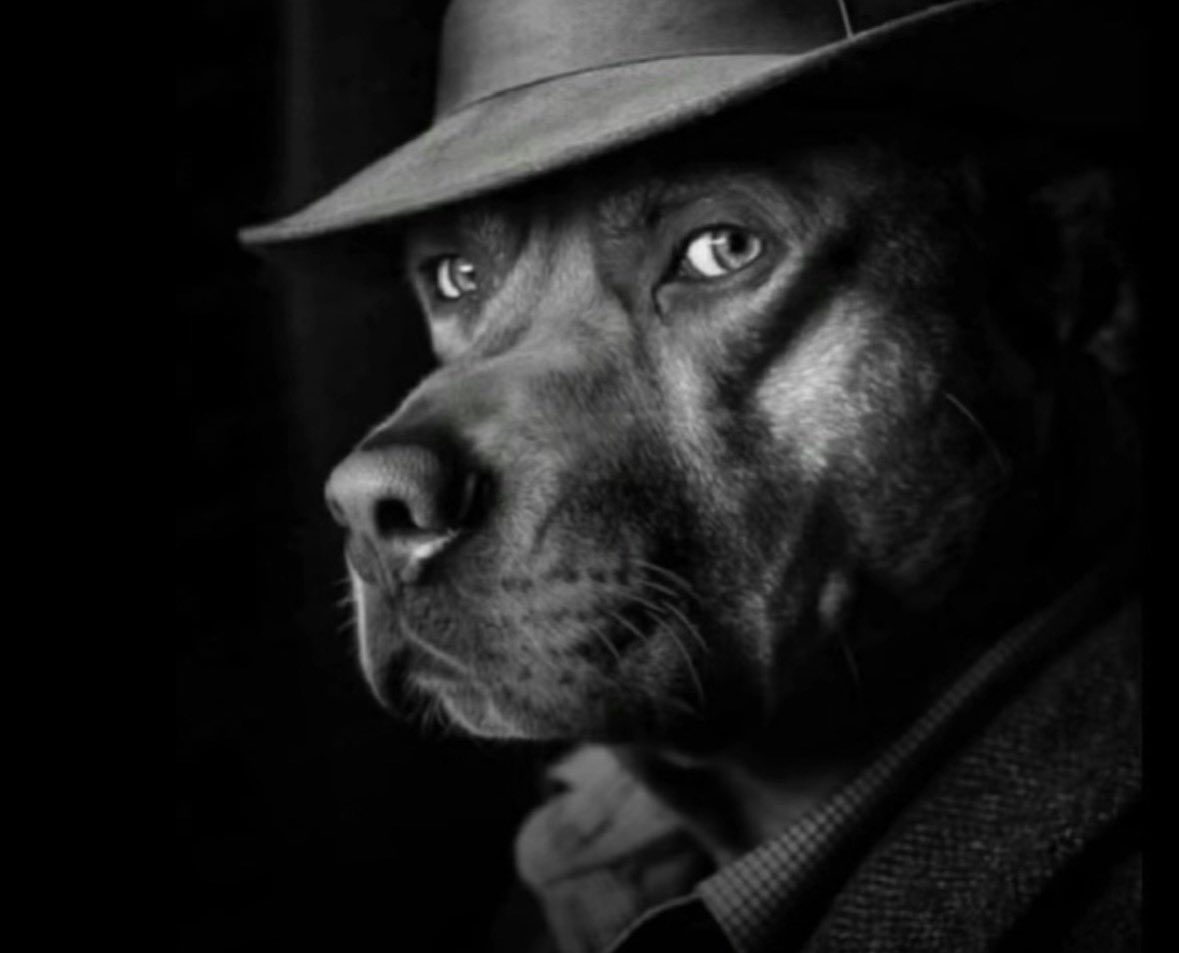 Hamburger Ham tweet media