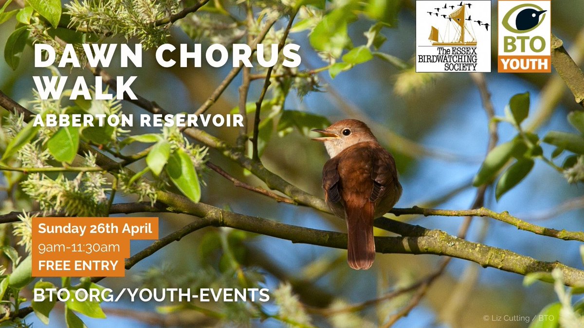 Essex Birdwatching Society tweet media