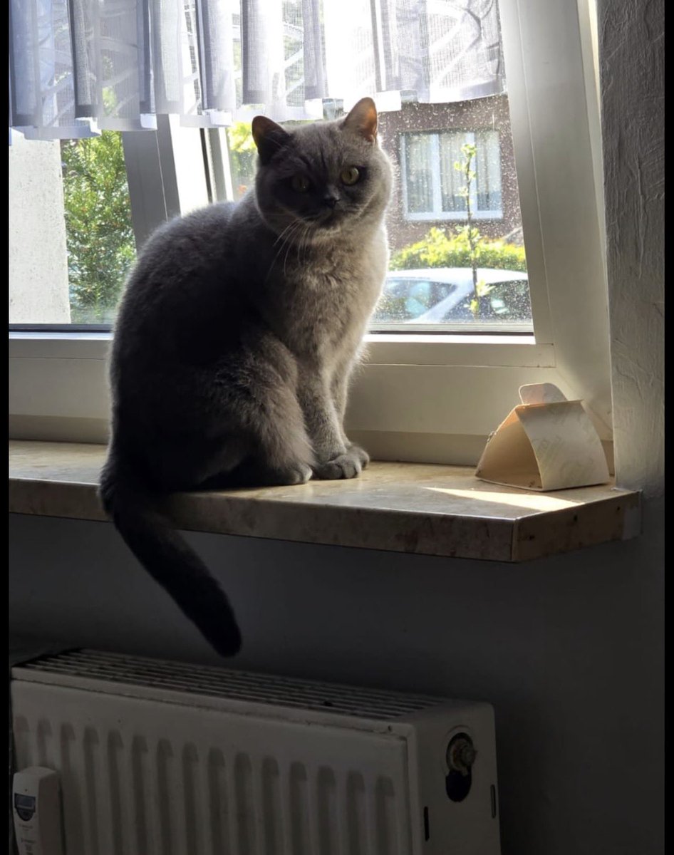 NDEPZR's tweet photo. #cats in windows MOERS 📸: Heike +m 🐈⬛: Carlo 17426 #catsinwindows #katzeninfenstern #catsofx #nrw https://t.co/JsmzU4wd40