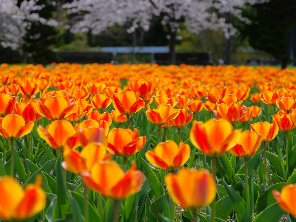 カナム tweet media