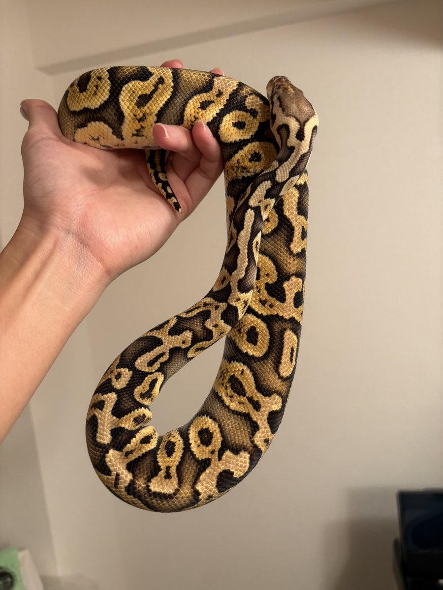 そられぷ tweet media