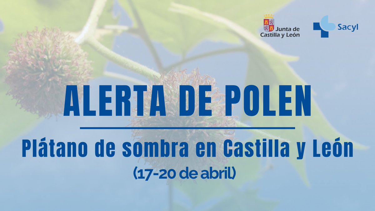 Salud_JCYL's tweet image. 📣 La Consejería de Sanidad de Castilla y León informa sobre altos niveles de polen entre el 17 y 20 de abril.
Si eres alérgico, sigue las recomendaciones médicas.

#Sacyl #Polen #Alergias #CastillayLeón #Actualidad