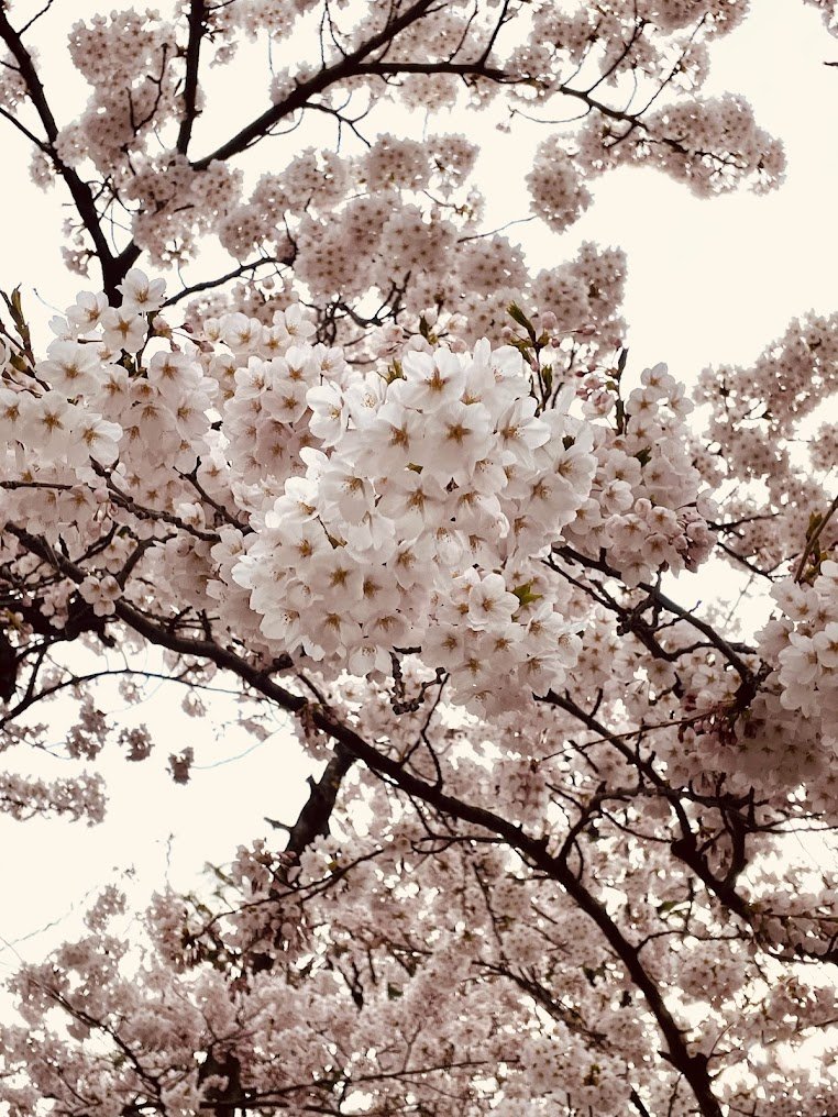 青い森公園（青森市）の桜　満開
同じ並びでも
赤十字のあたりは　まだみたい
＃青森市　＃桜