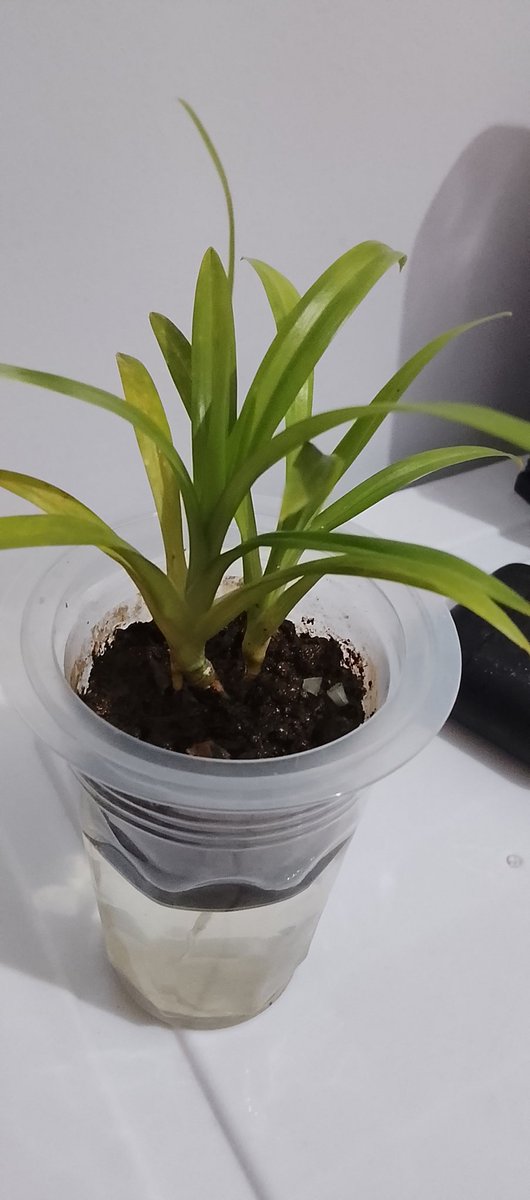 yaya🐨 tweet media