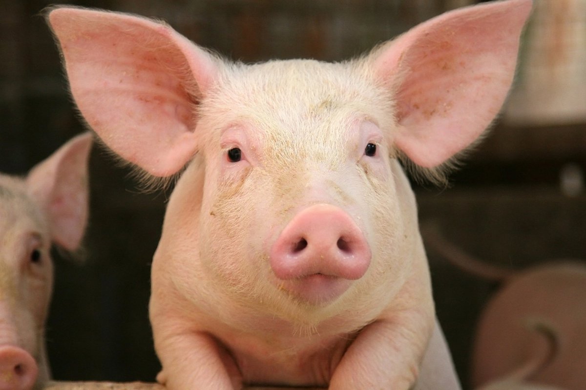 YARD-BIRD 🇳🇬 tweet media