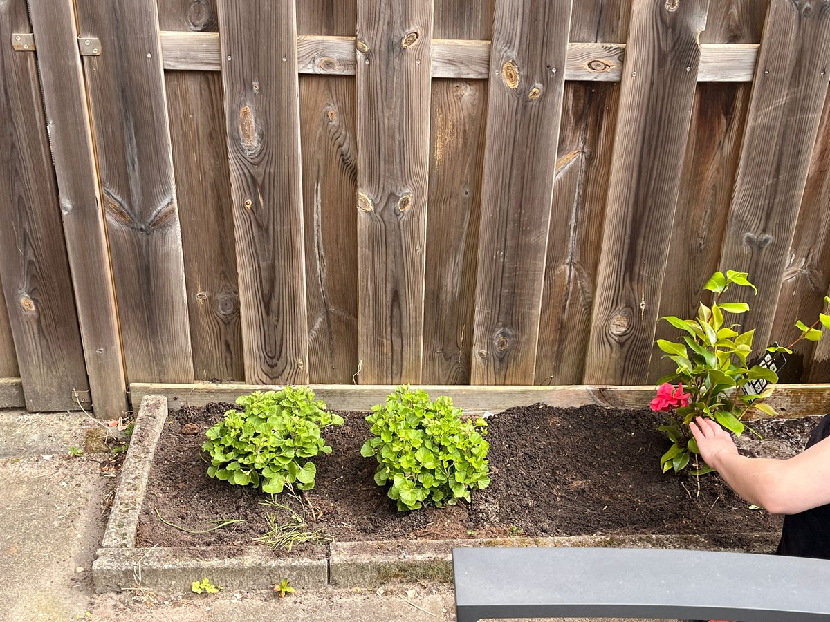 ShassDoesStuff's tweet image. Today's #LARP: Gardener!
Early birthday-gifts from @vlysia03 (thank you, mam! 💜💜💜) needed planting and some watering. Work work work! I know exactly what I'm doing, of course. 😹
#Yardwork #Plants #Camellia #AppleGeranium