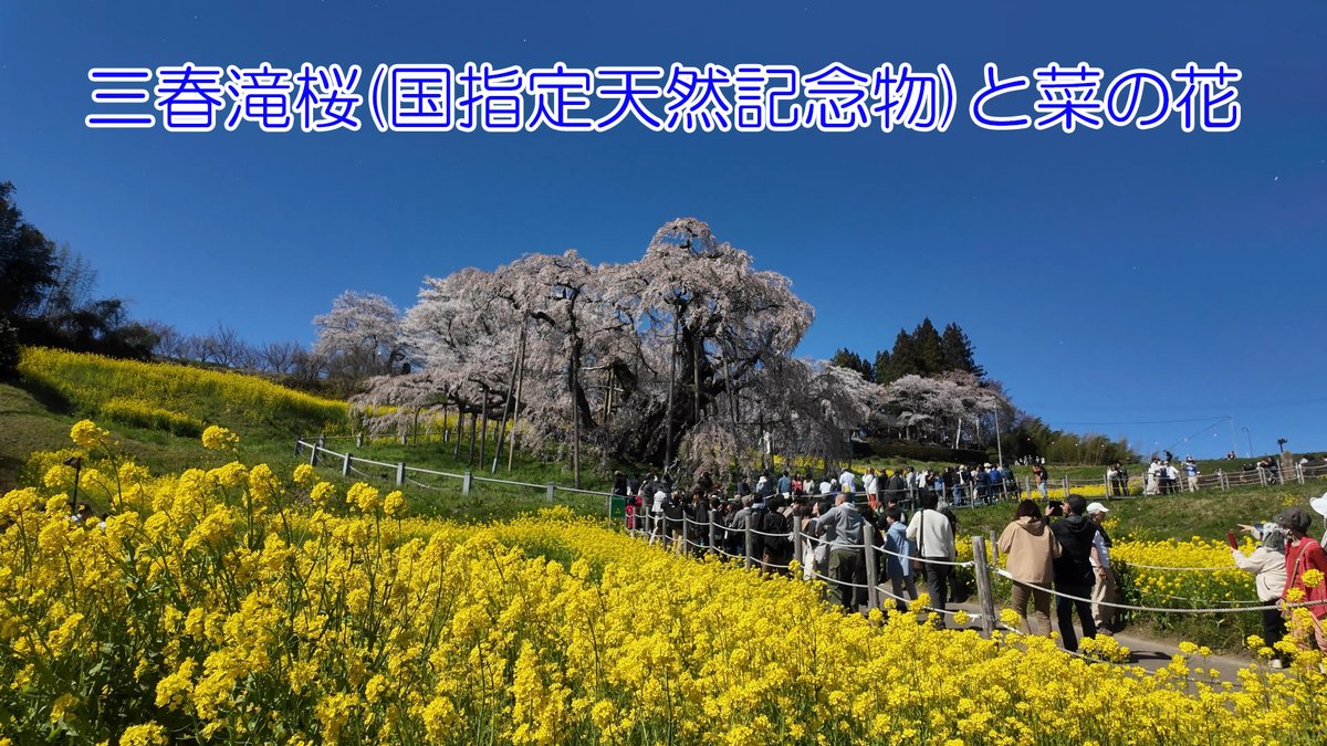 週末ウォーキング tweet media