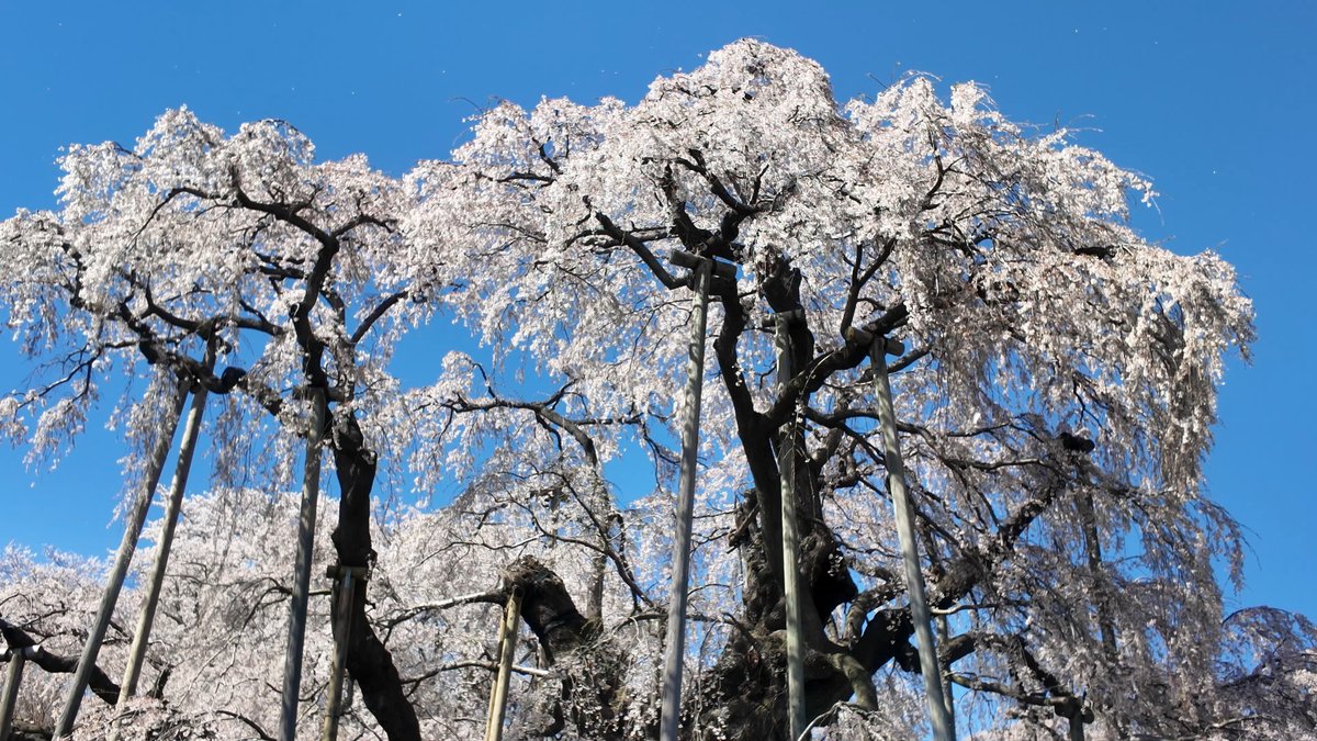 週末ウォーキング tweet media