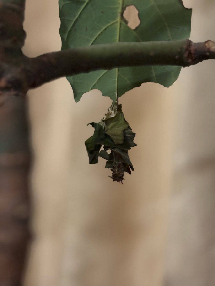 夜明ヨカナ🦋(エメリア) tweet media