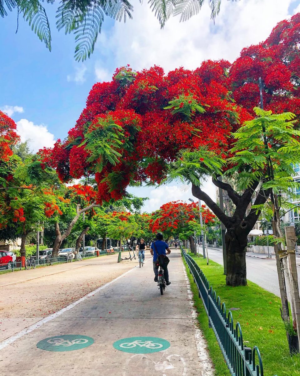 IsraelinRomania's tweet image. #ShabbatShalom din #TelAviv 🌳🌸🇮🇱

Vă dorim un sfârșit de săptămână cât mai frumos!

📷 Lior Golbary