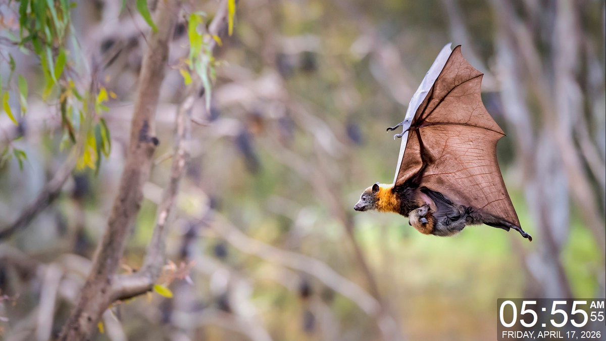 gdiObjects's tweet image. Today's Daily Wallpaper Refresh from Bing

Bat signal: ON. International Bat Appreciation Day

bit.ly/3PfdwgI

#TodayForWindows #freedownload #tryitforyourself #imageoftheday #pictureoftheday #wallpaperoftheday
#InternationalBatAppreciationDay #BatAppreciationDay
