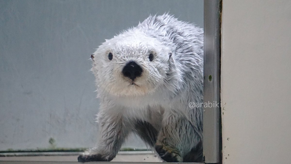 あらびき(ラッコ用だけどほぼ本アカ) tweet media