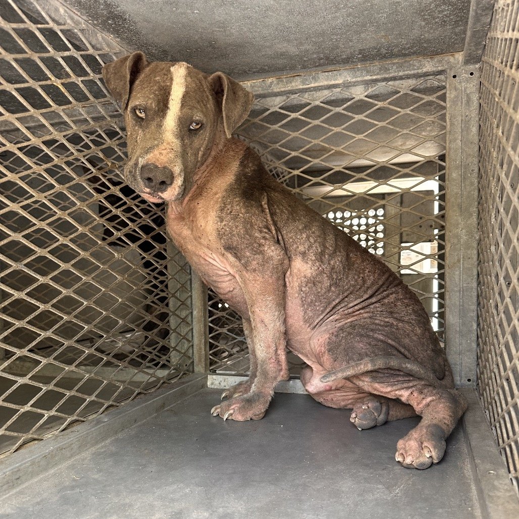 Luthor #240213 
Wee boy,sad shape,severe alopecia (easily treatable)
but so itchy,raw,painful for this wee darling😭
U can c how beautiful he will b,with care &amp; love
Plz #Pledge4Rescue ⌛️ #Adopt #Foster 

#TexasPalmValley #Edinburg 
📧rescue@pvastx.org 
facebook.com/photo/?fbid=13…