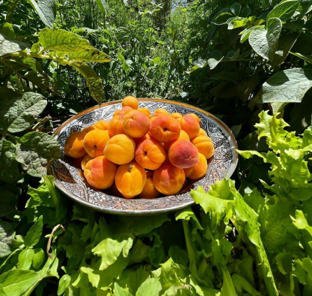 At the National Workshop on Enhancing Apricot Cultivation and Value Chain Development held in Leh, APEDA reaffirmed its commitment to a defining milestone, the MoU between the UT Administration of Ladakh and Lulu International for the supply of 1,000 metric tonnes of fresh