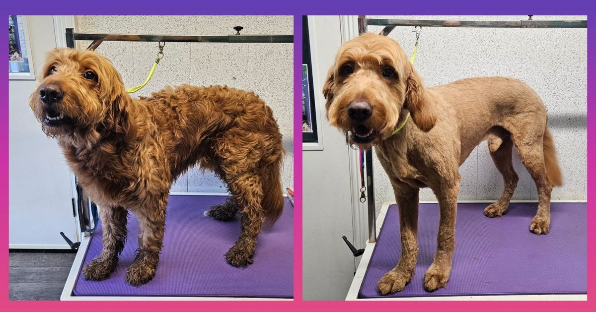 Purrfect_Pooch's tweet image. 🐾 Milo came to us after an adventure in the mud, and left us looking fresh and clean! ❤️

#doggrooming #petcare #groomingservices #pamperedpooch #furbaby #groominggoals #happydog #dogspa #tailwaggingtreatments #PurrfectAndPooch