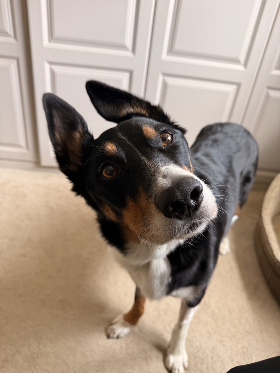 PipTheCollie tweet media